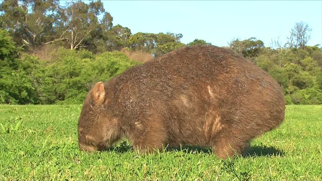 A wombat grazes on grass in Australia.