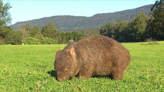 A wombat grazes on grass in Australia.