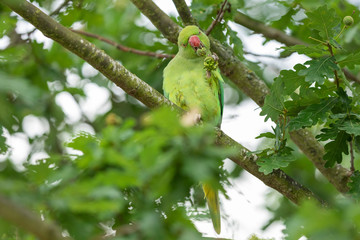 Rose-ringed Parakeet in the tree