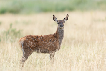Fawn in the meadow