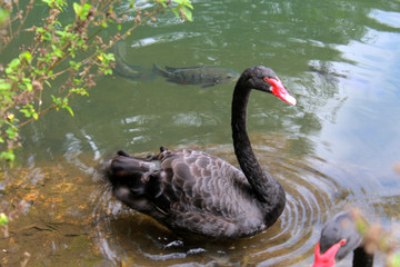 Fototapeta premium Ibirapuera