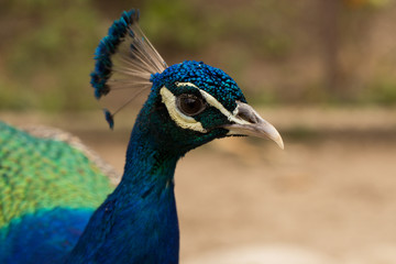 Obraz premium Indian peafowl or blue peafowl (Pavo cristatus), a large and brightly coloured bird. Peacock. Beautiful bird. Peahen.