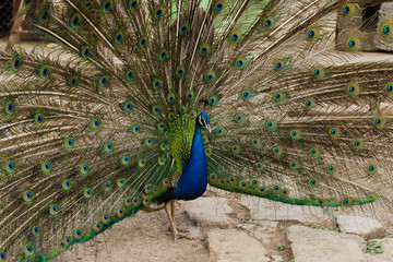 Obraz premium Indian peafowl or blue peafowl (Pavo cristatus), a large and brightly coloured bird. Peacock. Beautiful bird. Peahen.