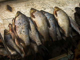 Vienen del rio Atrato