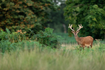 Obraz na płótnie Canvas Red deer in richmond park