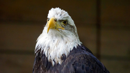Bald eagle