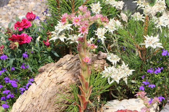 Alpiner Stein-Garten mit Alpen-Edelweiß (Leontopodium nivale subsp. alpinum), Bergkiefer (Pinus mugo), Hauswurzen (Sempervivum) und Alpennelken, Alpenpflanzen