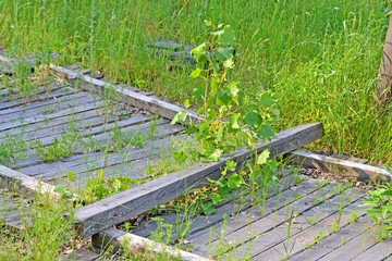abandoned vintage wooden fence under green grass, chernobyl zone