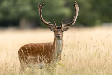 Fallow deer in richmond park
