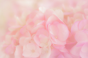 Hydrangea with soft pastel color in  blur style for background