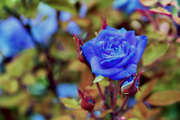Fototapeta na wymiar blue rose in the garden