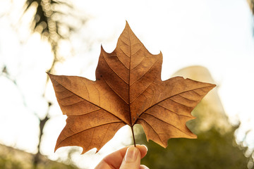 Maple tree leaf against bright sky