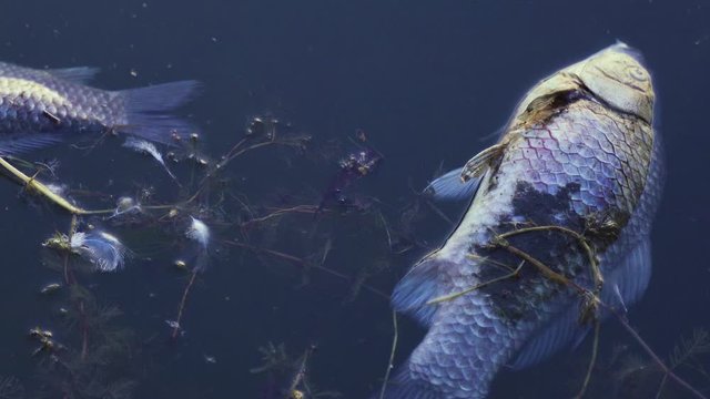 Two Dead Fish Drift on the Surface of the Water. Water pollution.