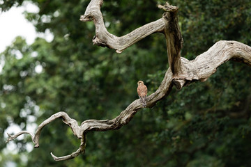 Common Kestrel in the tree