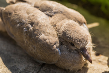 Wild pigeon chick. Eurasian collared dove (Streptopelia decaocto) is a dove species native to Europe and Asia. Streptopelia.	