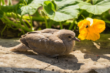 Wild pigeon chick. Eurasian collared dove (Streptopelia decaocto) is a dove species native to Europe and Asia. Streptopelia.	
