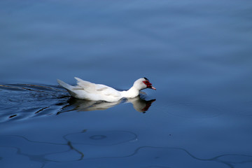 Patos al lago