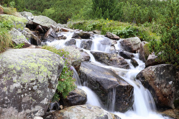 Fototapeta na wymiar The water of a mountain river with rocks in the High Tatras, Slovakia. Mountain river, rocks, wild flowers and dwarf-pine scenery.