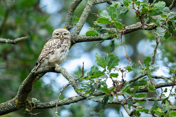 Little owl in the tree