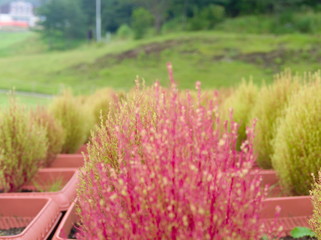 Obraz premium flowers in the garden