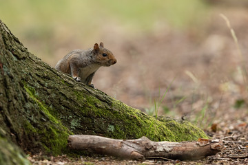 Naklejka na ściany i meble Gray Squirrel in the forest
