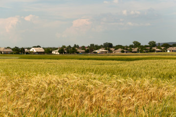 Fototapeta premium Grain field. Space for wheat. Land for agricultural purposes. Food base of the human race. Green cereals during flowering. 