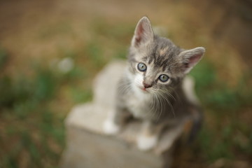 Small pale gray kitten with white spots, closeup portrait