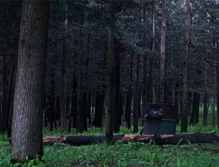 Bosque