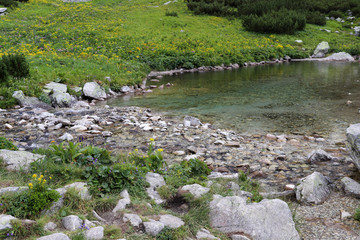 Small lake in the mountains with stones. Small purple and yellow flowers growing between stones in the foreground.