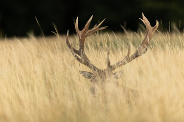 Red deer in richmond park - obrazy, fototapety, plakaty