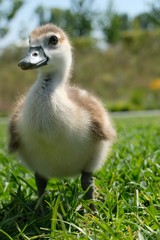 Obraz premium Nilgänse mit Küken gänseküken küken entenküken nilgänse entenvogel halbgans gras bauernhof frühling gans baby ente tier entchen schnabelauf Bundesgartenschau Heilbronn 2019 am Neckar