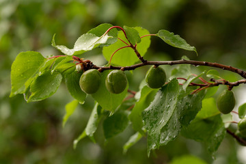 Fototapeta premium The ovary of the fruit apricot. Fruit development, initial phase. Green apricot ovary.