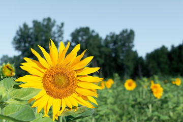Fototapeta premium sunflower field of sunflowers