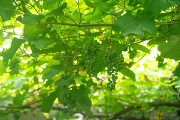 Fototapeta na wymiar Green grapes on the vine in garden in a leaves background