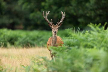 Naklejka na ściany i meble Red deer in richmond park