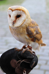 The beautiful owl (Tyto alba) sits on the hands of a falconer.