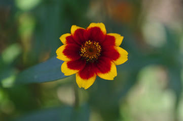 Blume