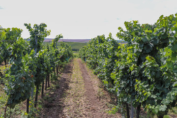 Fototapeta na wymiar Moravian vineyards in summer and autumn harvest. Ripe grapes and green leafs.