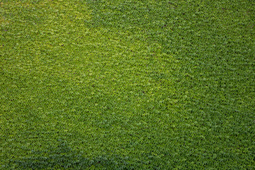 Beautiful bright green ivy leaves background. Dark and pale leaves on the wall.