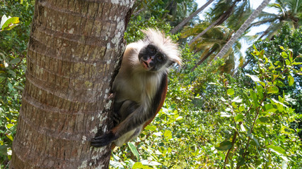 upper body of colobus monkey sitting on a tree looking straight