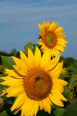 bright sunflowers on a large field on a sunny day