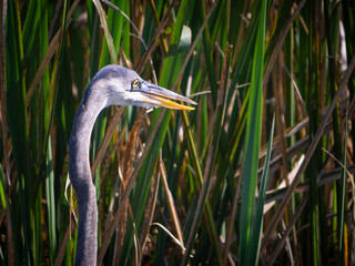 Great blue heron 