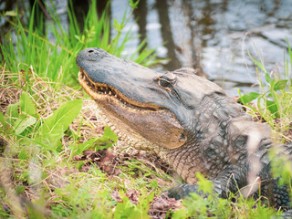 Obraz premium alligator on ground