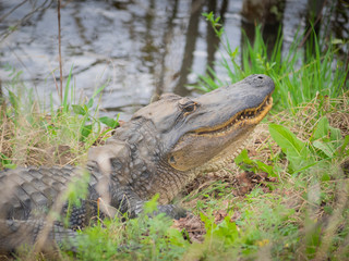 Fototapeta premium alligator on ground