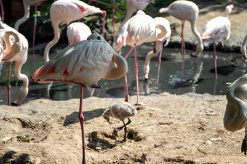 Pink big birds Greater Flamingos, Phoenicopterus ruber.  Wildlife animal scene from nature.