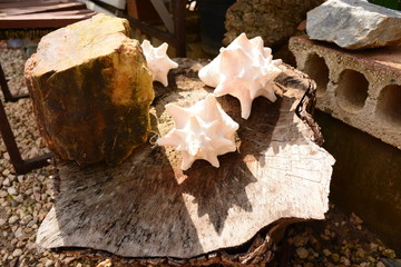 Shells on Trunk
