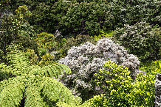 New Zealand native regenerated bush, scenic drive, waitakere ranges. Punga, tree ferns, manuka, Kauri, Rimu. Shades of green. Kanuka in flower, tiny white flowers. Like snow. Rainforest ecosystem, NZ.