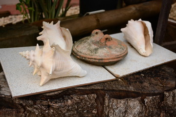 Rustic Pan Seashell Close Up