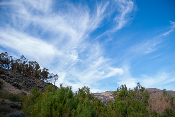 landscape of trees and clouds