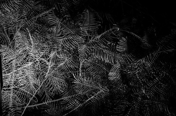 Tropical leaves texture on the night - Black and white